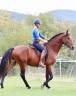 Castrone Lusitano In vendita 2021 Baio ,  EQUADOR MVL