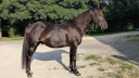 Intero Quarter Horse In vendita 2023 Nero