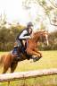 Castrone Welsh Poney (Sezione C) In vendita 2016 Sauro