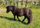 Intero Shetland In vendita 2024 Nero ,  VICKING COMMANDERIE