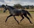 Intero Lusitano In vendita 2022 Grigio