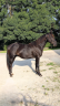 Intero Quarter Horse In vendita 2023 Nero