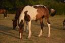 Castrone Cavallo da Sella In vendita 2025 Pezzato ,  Conte Bellini