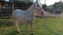 vendo cavallo appaloosa 8 anni
