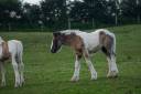 Puledra Gypsy Cob In vendita 2025 Pezzato
