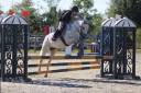 Castrone PFS Pony Francese da Sella In vendita 2017 Grigio