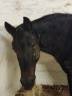 Cavalla PRE Andaluso Da affidare 2004 Baio ,  ISLENO
