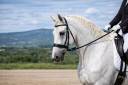 Castrone Lipizzan In vendita 2014 Bianco
