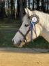 Castrone PFS Pony Francese da Sella In vendita 2018 Grigio