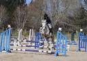Castrone PFS Pony Francese da Sella In vendita 2018 Grigio