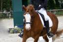 davids welsh dragon - Welsh Poney (Sezione D), Welsh Cob  2013 ,  Brynithon Models Magic
