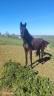 Puledra sBs Cavallo da Sport Belgio In vendita 2024 Nero ,  D humbra de la hart