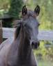 Puledro PRE Andaluso In vendita 2025 Nero ,  Avero PA