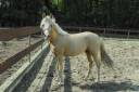 2 years old Palomino stallion NRPS medium size D-pony