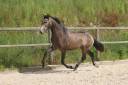 Intero Lusitano In vendita 2023 Grigio ,  MAGISTRAL DE LA COMBE