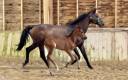 Fattrice Trakehner In vendita 2010 Baio scuro ,  SOLERO