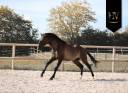 Intero KWPN Cavallo da Sport Neerlandese In vendita 2024 Grullo ,  i don malagueno