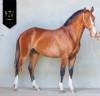 Puledro Lusitano In vendita 2024 Baio ,  Ouro JLC
