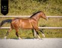 Puledro Lusitano In vendita 2024 Baio ,  Ouro JLC