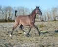 Puledra Lusitano In vendita 2025 Grullo ,  Onyx des Ocres