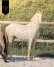 Puledro Lusitano In vendita 2025 Crema ,  Ouro JCL