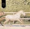 Puledro Lusitano In vendita 2025 Crema ,  Ouro JCL