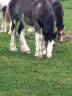 Puledra Gypsy Cob In vendita 2025 Sabino