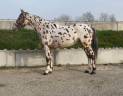 Castrone AES Anglo European Studbook In vendita 2022 Appaloosa