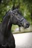 Cavalla KWPN Cavallo da Sport Neerlandese In vendita 2019 Nero ,  Blue Hors Zackerey 