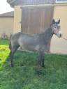 Puledro Connemara In vendita 2024 Grigio ,  GALION DE MINUIT