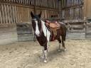 Castrone Paint Horse In vendita 2020 Tobiano
