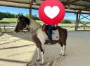 Castrone Paint Horse In vendita 2020 Tobiano