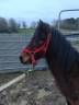 Castrone PFS Pony Francese da Sella In vendita 2022 Baio ,  RABOLIOT D'ARQUETAN