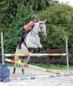 Cavalla Lusitano In vendita 2014 Grigio