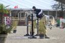 Cavalla PFS Pony Francese da Sella In vendita 2016 Grigio ,  Qredo des islots
