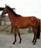Cavalla sBs Cavallo da Sport Belgio In vendita 2022 Baio ,  Sambuca JW van't Meulenhof