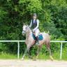 Cavalla PFS Pony Francese da Sella In vendita 2016 Grigio ,  MOVIE STAR TILIA