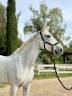 Cavalla da salto in vendita 