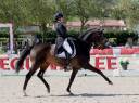 Castrone KWPN Cavallo da Sport Neerlandese In vendita 2012 Baio scuro