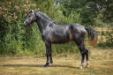 Intero Lusitano In vendita 2022 Grigio