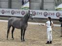 Cavalla Lusitano In vendita 2021 Grigio ,  Furacao II Sernadin