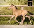 Puledro KWPN Cavallo da Sport Neerlandese In vendita 2026 Isabella ,  Qaside MD