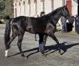 Aydogdy - Akhal Teke 2014 ,  REAL