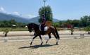 Cavalla CDF - Cavallo da dressage francese In vendita 2020 Baio