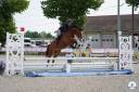 Castrone PFS Pony Francese da Sella In vendita 2021 Baio ,  Eye Catcher de Lourcq