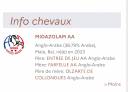 Midazolam - Anglo-Arabo 2023