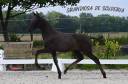 Puledra PRE Andaluso In vendita 2026 Nero