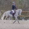 Castrone PFS Pony Francese da Sella In vendita 2014 Grigio