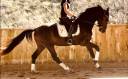 Castrone KWPN Cavallo da Sport Neerlandese In vendita 2023 Baio scuro ,  Blue Hors Santiano