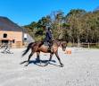 Castrone sBs Cavallo da Sport Belgio In vendita 2018 Baio